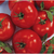  Берберана F1 - семена томатов, 500 семян, Enza Zaden/Энза Заден (Голландия), фото 2 