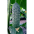  Казбек F1 - семена огурцов корнишонов, 1 000 семян, Semillas Fito/Семиллас Фито (Испания), фото 1 