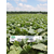  Казбек F1 - семена огурцов корнишонов, 1 000 семян, Semillas Fito/Семиллас Фито (Испания), фото 2 