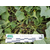 Казбек F1 - семена огурцов корнишонов, 1 000 семян, Semillas Fito/Семиллас Фито (Испания), фото 3 