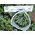  Казбек F1 - семена огурцов корнишонов, 1 000 семян, Semillas Fito/Семиллас Фито (Испания), фото 4 