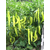  Хотти F1 - семена перца острого, 1 000 семян, Greentime/Гринтайм (Испания), фото 1 