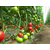  СВ 3725 ТЧ F1 - томат индетерминантный, 500 семян, Seminis/Семинис (Голландия), фото 2 