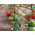  СВ 3725 ТЧ F1 - томат индетерминантный, 500 семян, Seminis/Семинис (Голландия), фото 5 