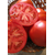  СВ 5215 ТД F1 - томат детерминантный, 1 000 семян, Seminis/Семинис (Голландия), фото 3 