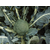  Батавия F1 - капуста брокколи, 2 500 семян, Bejo/Бейо (Голландия), фото 4 