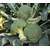  Батавия F1 - капуста брокколи, 2 500 семян, Bejo/Бейо (Голландия), фото 5 