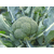 Фиеста F1- семена капусты брокколи, 2 500 семян, Bejo/Бейо (Голландия), фото 4 