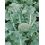  Фиеста F1- семена капусты брокколи, 2 500 семян, Bejo/Бейо (Голландия), фото 5 