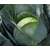  Бруно F1 - капуста белокочанная, 2 500 семян (калиброванные), Bejo/Бейо (Голландия), фото 2 