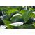  Циклон F1 - капуста белокочанная,  2 500 семян (калиброванные), Bejo/Бейо (Голландия), фото 3 