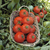  Полбиг F1 - томат детерминантный, 1 000 семян, Bejo/Бейо (Голландия), фото 3 