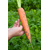  Балтимор F1 - семена моркови, 1 000 000 семян (прецизионные, фр. от 1,6 до 2,6 мм), Bejo/Бейо (Голландия), фото 2 