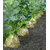 Диамант - сельдерей корневой, 10 000 семян (стандарт и драже), Bejo/Бейо (Голландия), фото 4 