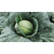  Фарао F1 - капуста белокочанная, 2 500 семян(калиброванные), Bejo/Бейо (Голландия), фото 2 