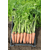  Канада F1 - семена моркови, 1 000 000 семян (прецизионные, фр. от 1,6 до 2,6 мм), Bejo/Бейо (Голландия), фото 2 