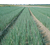  Параде - семена лука на перо, 10 000 и 250 000 семян (прецизионные), Bejo/Бейо (Голландия), фото 3 