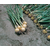  Свифт - семена лука репчатого (озимый), 250 000 семян, Bejo/Бейо (Голландия), фото 2 