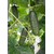  Атик F1 - огурец партенокарпический, 250 и 1 000 семян, Bejo/Бейо (Голландия), фото 2 