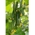  Йилдо F1 - огурец партенокарпический, 250 и 1 000 семян, Bejo/Бейо (Голландия), фото 2 