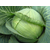  Парадокс F1 - капуста белокочанная, 2 500 семян (калиброванные), Bejo/Бейо (Голландия), фото 2 