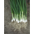  Перформер - семена лука на перо, 10 000 и 250 000 семян (прецизионные), Bejo/Бейо (Голландия), фото 3 