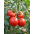  Президент II F1 - семена томатов, 500 и 1 000 семян, Seminis/Семинис (Голландия), фото 4 