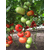  Президент II F1 - семена томатов, 500 и 1 000 семян, Seminis/Семинис (Голландия), фото 5 