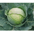  Фреско F1 - капуста белокочанная, 2 500 семян(калиброванные), Bejo/Бейо (Голландия), фото 4 