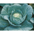  Крауткайзер F1 – капуста белокочанная, 2 500 семян (калиброванные), Bejo/Бейо (Голландия), фото 2 