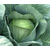  Леннокс F1 - капуста белокочанная, 2 500 семян (калиброванные), Bejo/Бейо (Голландия), фото 2 