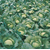 Леннокс F1 - капуста белокочанная, 2 500 семян (калиброванные), Bejo/Бейо (Голландия), фото 3 