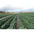  Леннокс F1 - капуста белокочанная, 2 500 семян (калиброванные), Bejo/Бейо (Голландия), фото 4 
