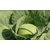  Агрессор F1 - капуста белокочанная, 2 500 и 10 000 семян, Syngenta/Сингента (Голландия), фото 5 
