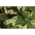  Агрессор F1 - капуста белокочанная, 2 500 и 10 000 семян, Syngenta/Сингента (Голландия), фото 6 