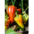  Ариадни F1 - семена перца сладкого, 500 и 1 000 семян, Seminis/Семинис (Голландия), фото 3 