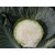  Атрия F1 - капуста белокочанная, 2 500 семян, Seminis/Семинис (Голландия), фото 4 