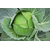  Атрия F1 - капуста белокочанная, 2 500 семян, Seminis/Семинис (Голландия), фото 5 