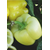  Беладонна F1 - семена перца сладкого, 500 и 1 000 семян, Seminis/Семинис (Голландия), фото 3 