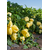  Беладонна F1 - семена перца сладкого, 500 и 1 000 семян, Seminis/Семинис (Голландия), фото 5 