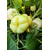  Беладонна F1 - семена перца сладкого, 500 и 1 000 семян, Seminis/Семинис (Голландия), фото 6 