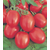  Бенито F1 - томат детерминантный, 5 гр. и 1 000 шт, Bejo/Бейо (Голландия), фото 2 