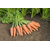  Купар F1 - семена моркови, 1 000 000 семян (прецизионные, фр. от 1,4 до 2,6 мм), Bejo/Бейо (Голландия), фото 2 