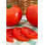  Дебют F1 - томат детерминантный, 1 000 семян, Seminis/Семинис (Голландия), фото 2 