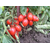  Диаболик F1- семена томатов, 1 000 семян, Sakata Seeds/Саката сидз (Япония), фото 4 