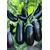  Эпик F1 - семена баклажана, 1 000 семян, Seminis/Семинис (Голландия), фото 5 