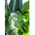  Форталеза F1 - капуста цветная, 1 000 и 2 500 семян, Seminis/Семинис (Голландия), фото 3 