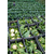  Фридом F1 - капуста цветная, 1 000 и 2 500 семян, Seminis/Семинис (Голландия), фото 6 