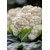  Фридом F1 - капуста цветная, 1 000 и 2 500 семян, Seminis/Семинис (Голландия), фото 7 