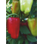  Джипси F1 - семена перца сладкого, 500 и 1 000 семян, Seminis/Семинис (Голландия), фото 4 